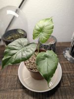 Alocasia Gageana Babypflanze