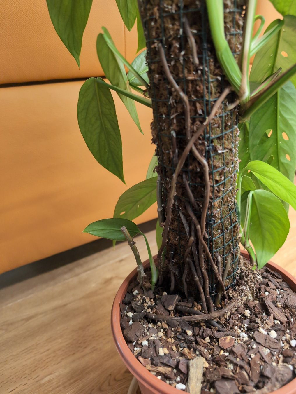 Piante & sementi: Epipremnum pinnatum 'Cebu Blue' am Moosstab – Usato da Bern venduto da JennisJungle 3