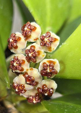 Piante & sementi: Hoya Kerrii – Nuovo (secondo la descrizione) da St.Erhard venduto da Plumilandschweiz