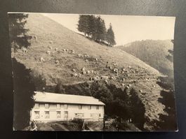 AK ZH Restaurant Tierhag - Alp Schnebelhorn, Fischenthal