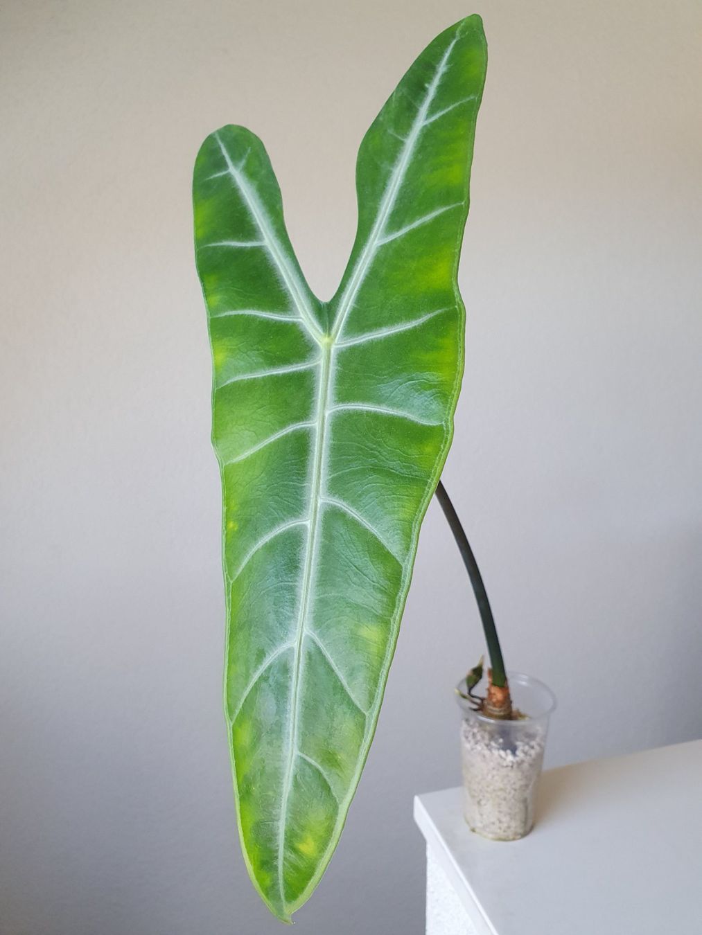 Piante & sementi: Alocasia Longiloba x Sinuata – Usato da Erlinsbach SO venduto da Lea030