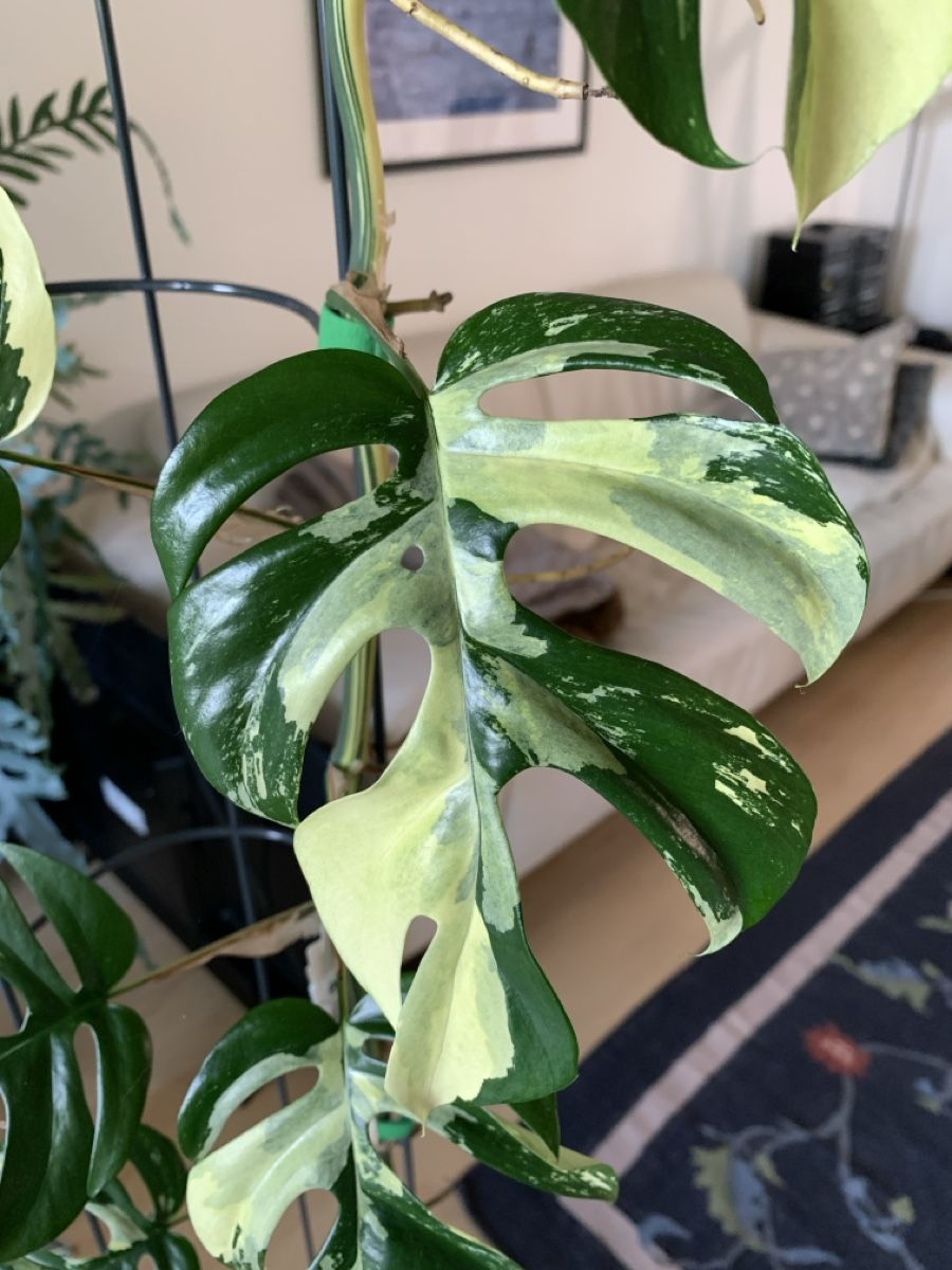 Piante & sementi: Monstera Minima variegata Kopfsteckling – Usato da Luzern venduto da Pegasus003