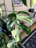 Monstera Minima variegata Kopfsteckling
