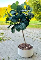Große Geigenfeige (Ficus lyrata) mit modernem Pflanzgefäß