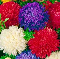 30 Samen des chinesischen Asters CALLISTEPHUS CHINENSIS  💙