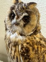 Waldohreule ausgestopft / Asio otus