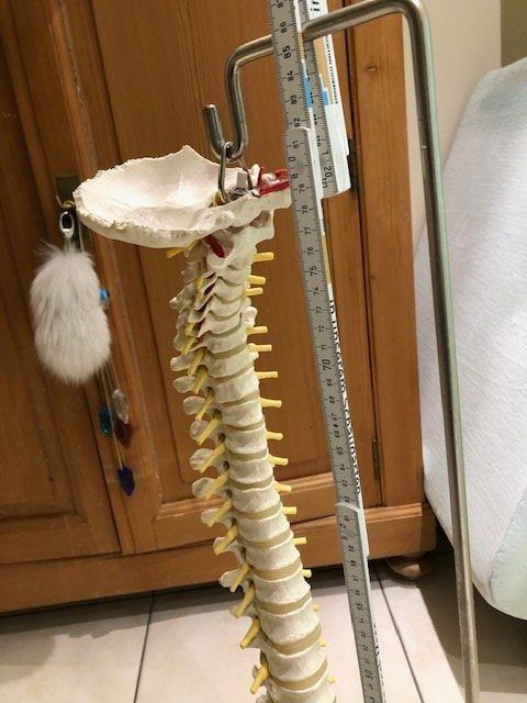 Attrezzature mediche: Flexible Wirbelsäule mit Stativ – Usato da Rieden AG venduto da willy52 3