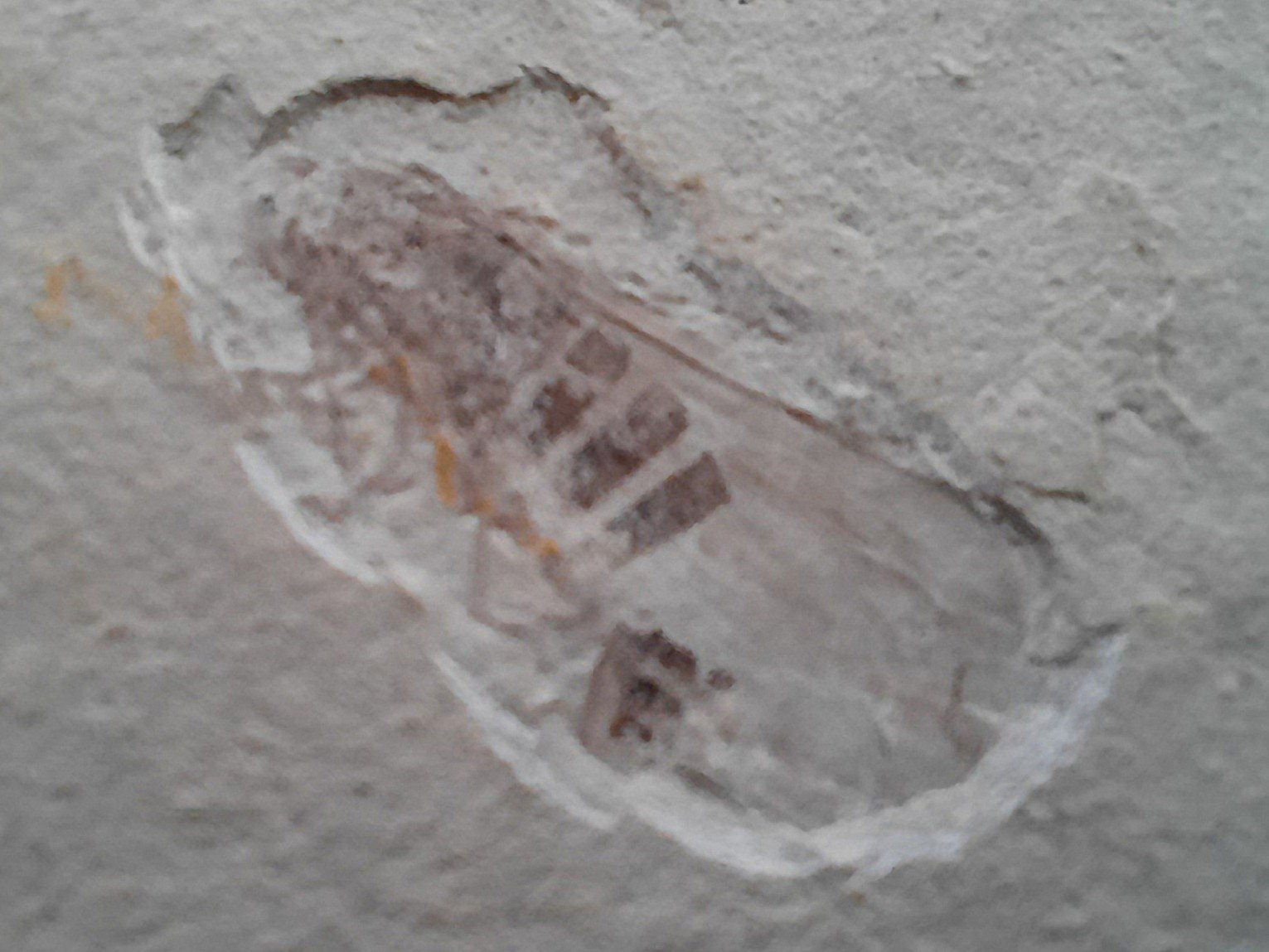 Fossili: 3 Fossilien – Usato da Beinwil am See venduto da Restwert_Beinwil 9