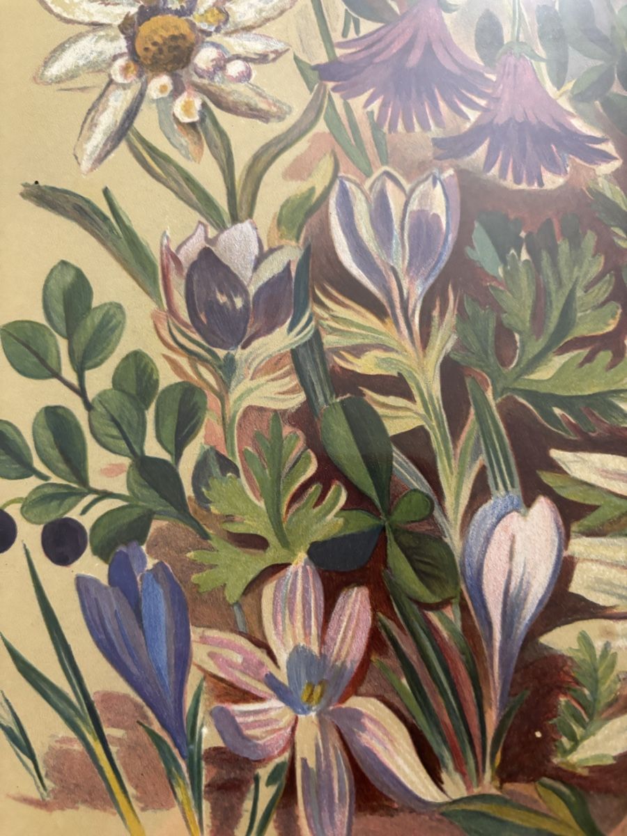 Dipinti: Tableau fleurs de Alpes rétro – Usato da Estavayer-le-Lac venduto da bde_mc5x 1