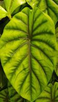 🤩Alocasia Dragon Scale Aurea Variegata Rhizom 