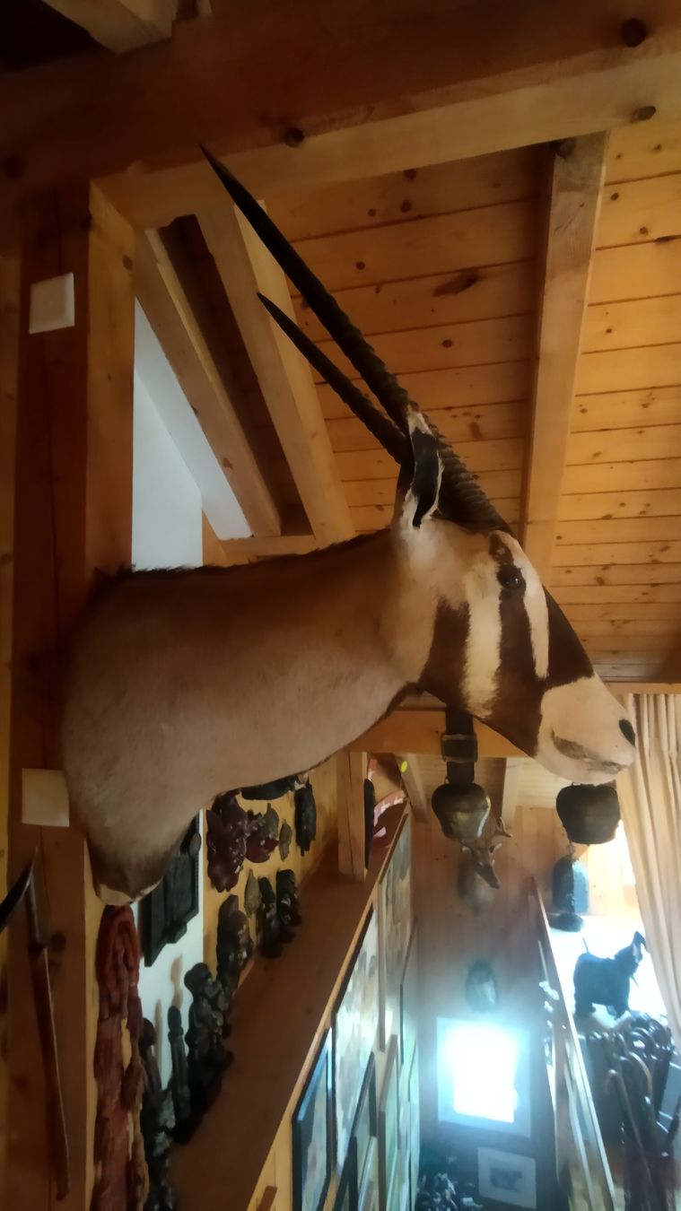 Welt der Tiere: Orix Antilope Jagdtrophäe – Gebraucht aus Zürich von Top-Deal-Schweiz 1