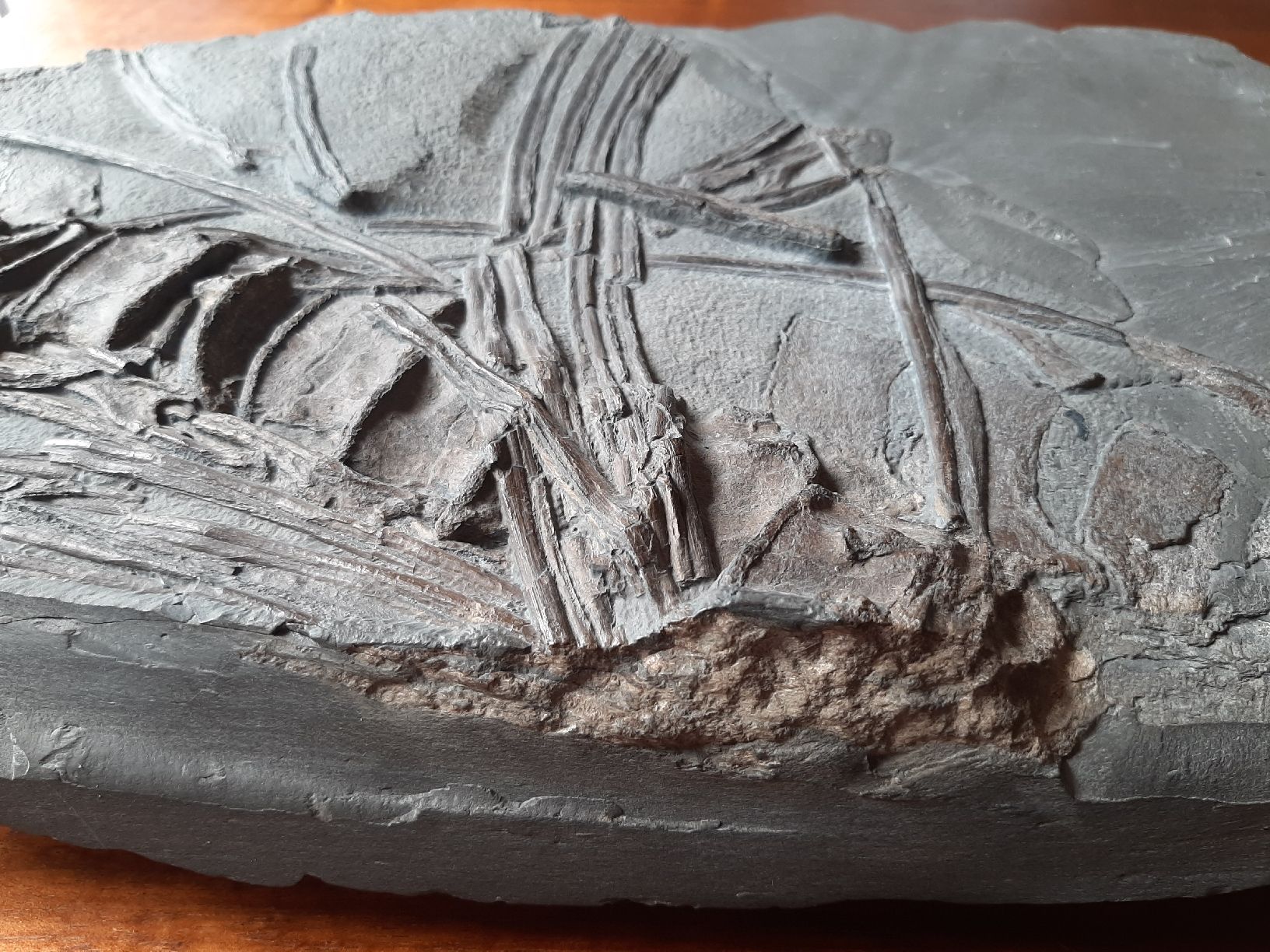 Fossili: Ichthyosaurier Wirbelsäulenstück und Rippen – Usato da Rickenbach BL venduto da Oktober68 7