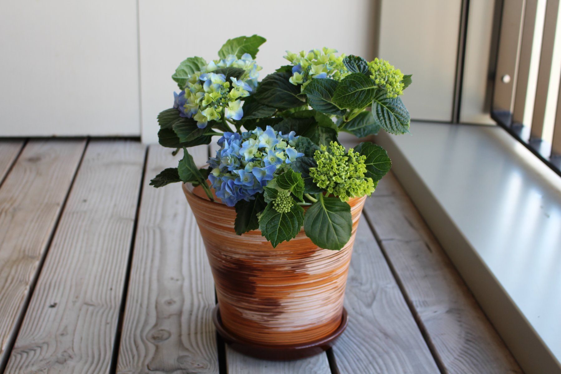 Vasi per fiori: Pflanzentopf/Blumentopf/Tontopf/Garten – Nuovo e nell'imballaggio originale da Zürich venduto da StellaKar 2