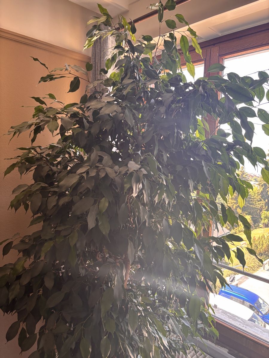 Piante & sementi: Ficus de 25 ans – Usato da Leysin venduto da yan_7xj2 1