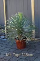 Wunderschöne Yucca rostrata „Blue Selection“ – XXL-Krone