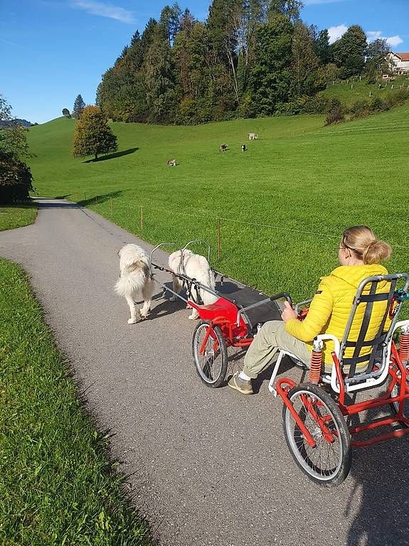 Borse: Sacco Cart – Usato da Wald AR venduto da sch_772w
