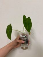 😍 Alocasia Frydek Baby (Nr. 14)