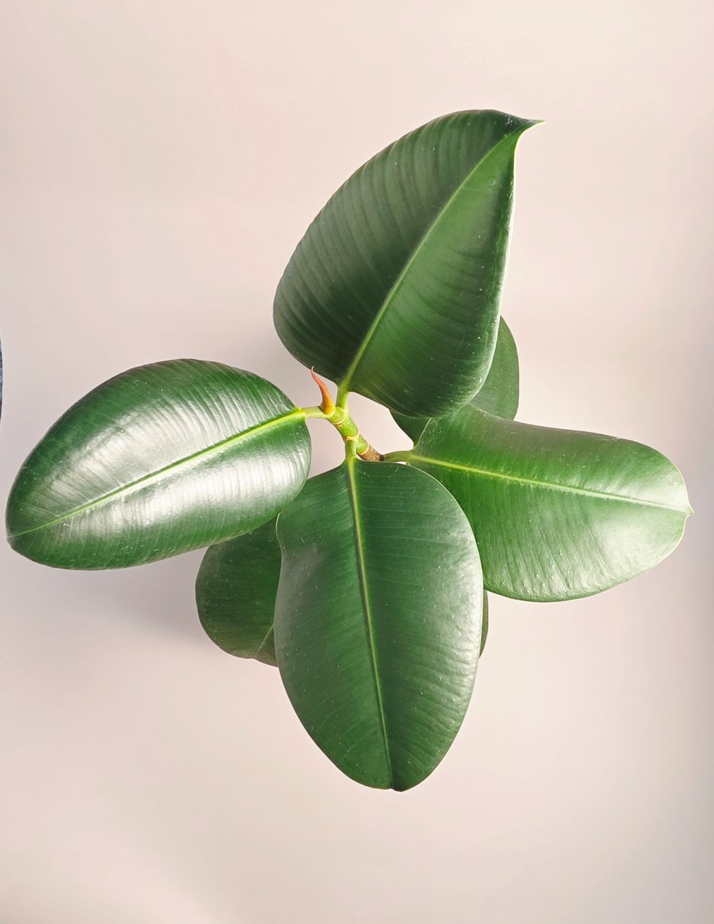 Piante & sementi: Gummibaum/ Ficus elastica Steckling #3 – Nuovo (secondo la descrizione) da Gerolfingen venduto da Azora 1