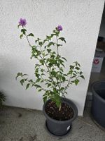 Gartenhibiskus - Eibisch - Hibiskus