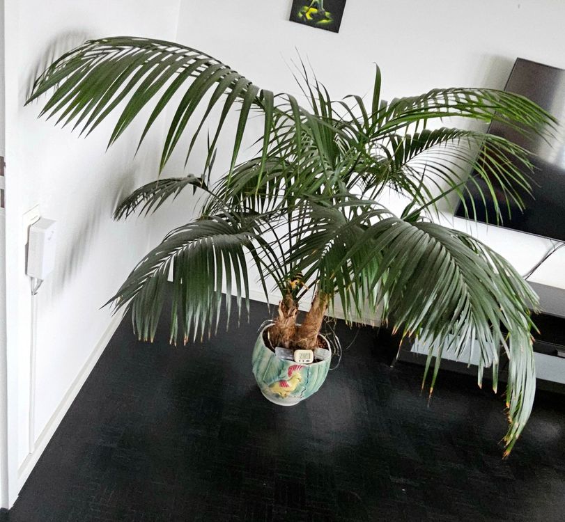 Sehr schne und grosse Kentia Palme, Top Zustand (Gebraucht) in Neuhausen  fr CHF 350  nur Abholung auf Ricardo kaufen