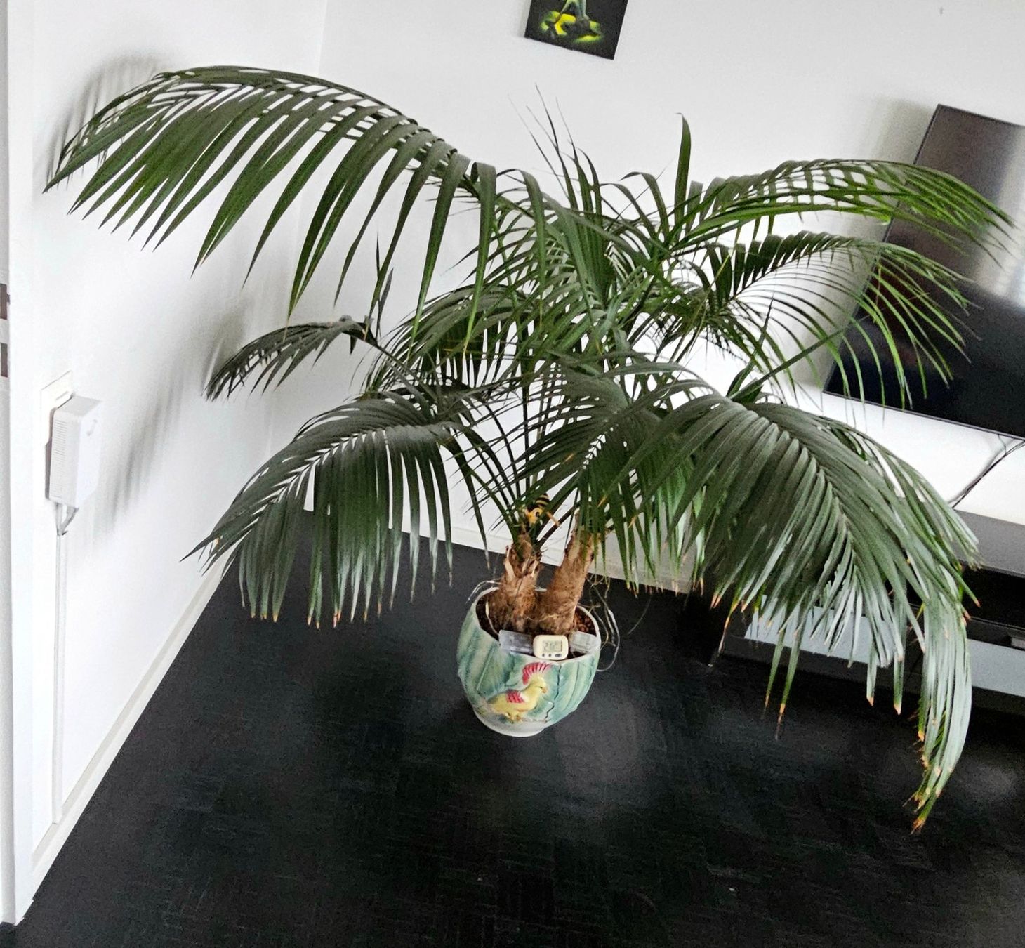 Sehr schne und grosse Kentia Palme, Top Zustand (Gebraucht) in Neuhausen  fr CHF 350  nur Abholung auf Ricardo kaufen