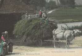 Brunnen SZ Wylerbrücke Ochsengespann 1906  sehr gut erhalten