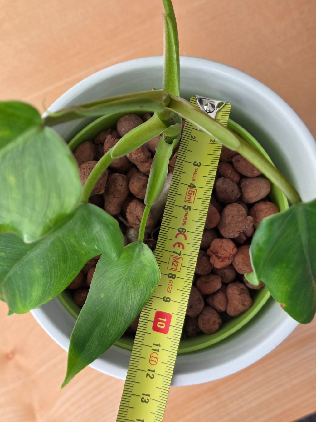 Pflanzen & Samen: 🌿 Philodendron Domesticum – Gebraucht aus BERN von kre_tb2n 3