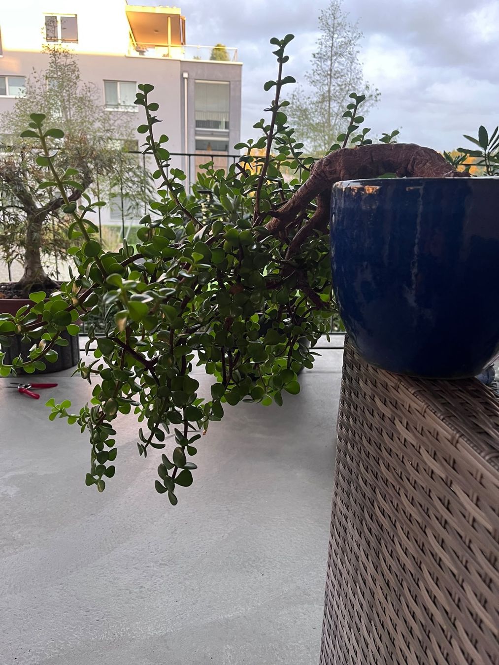 Piante & sementi: Geldbaum Bonsai (Kaskade) – Usato da Dussnang venduto da Hakuna_matata7