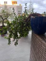 Geldbaum Bonsai (Kaskade)