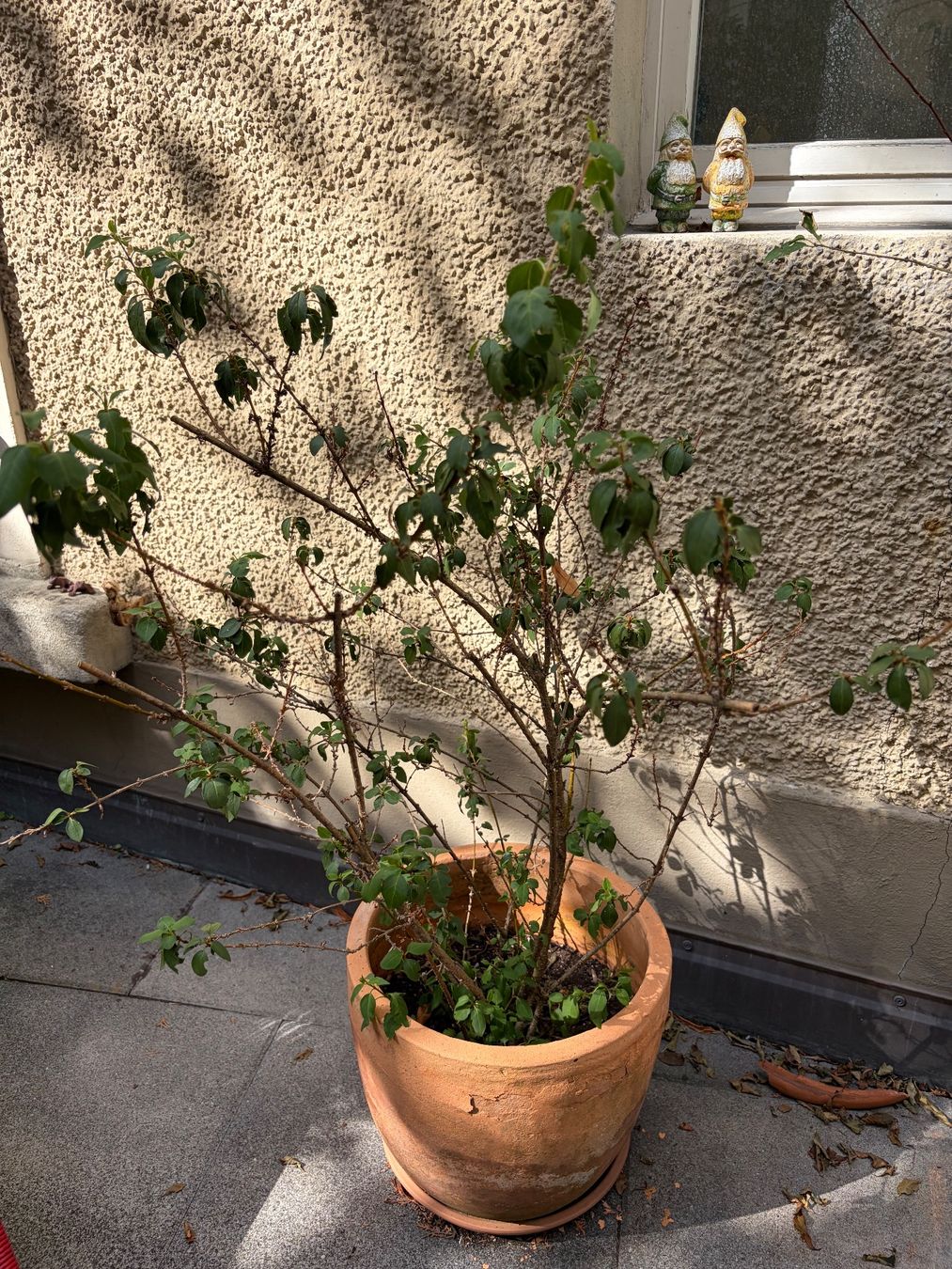 Pflanzen & Samen: 7 Pflanzen suchen einen neuen Balkon oder Garten – Gebraucht aus St. Gallen von Shopper011 5