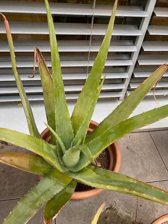 Pflanzen & Samen: Aloevera – Gebraucht aus Luzern von asia2001
