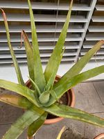 Aloevera