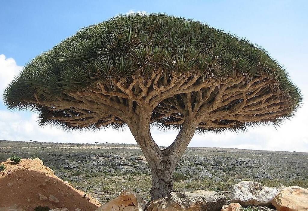 Plantes & graines: Dracaena cinnabari (Drachenblutbaum) – D'occasion à Liestal par PrebenZwei 3