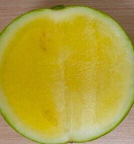Piante & sementi: 5  stk SAMEN seltene Gelbe Wassermelone – Nuovo e nell'imballaggio originale da Rovio venduto da POSITIFFARTandPLANTS 5