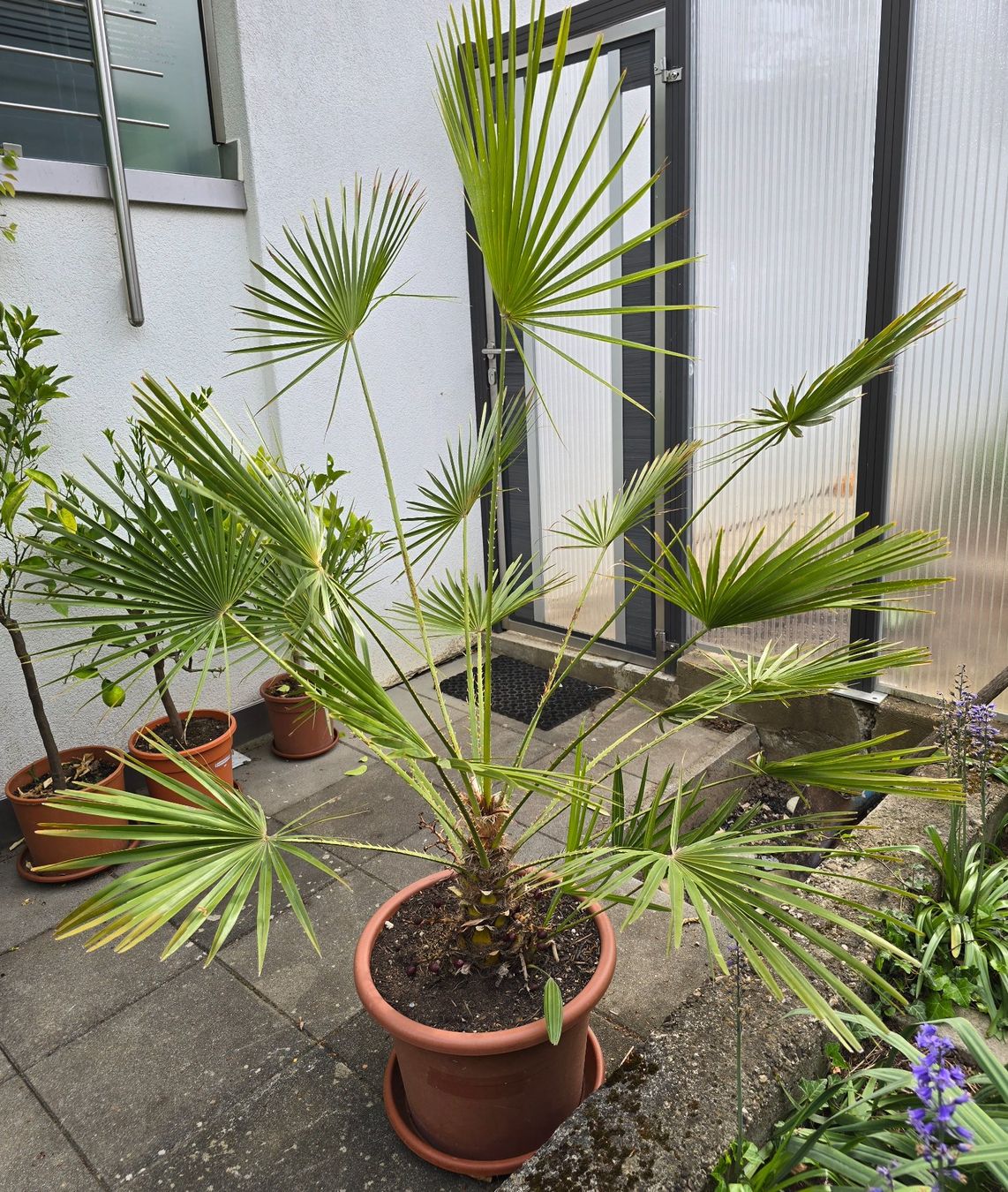 Piante & sementi: Chamaerops Humilis Palme – Usato da Aarburg venduto da popkorn65 2
