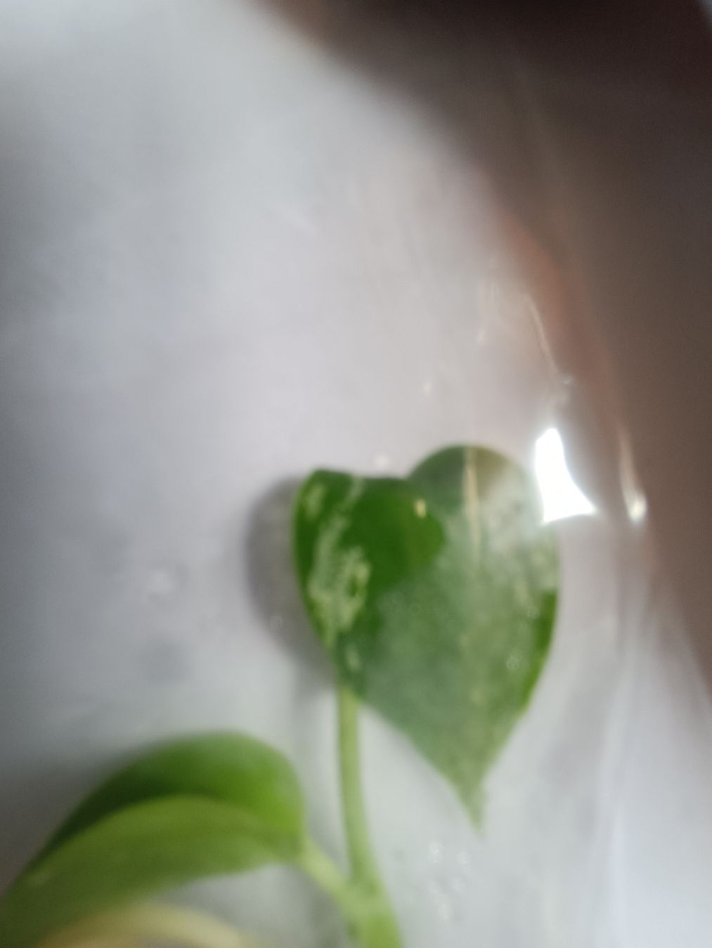 Plantes & graines: Monstera Devil TC  – Neuf avec emballage d'origine à St-Aubin-Sauges par may_2yrv 1