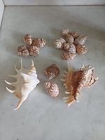 16 Muscheln 1 Spinnenschnecke 1 Stachelschnecke 14 kleinere