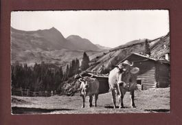 Beim Berghaus STAFELALP ob Davos - Kühe - 1956