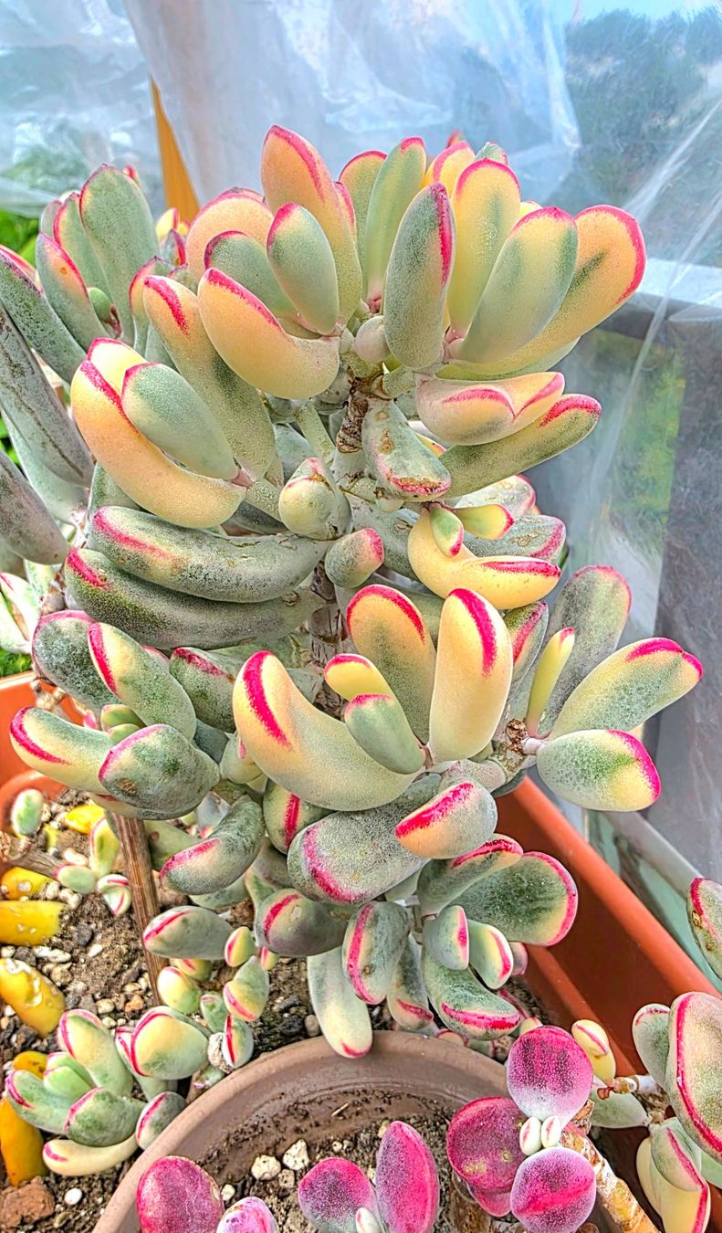 Piante & sementi: Sukkulente Cotyledon flaganii variegata – Nuovo (secondo la descrizione) da Zürich venduto da The_Plant_Wizard 1