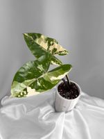 Alocasia Macrorrhiza Black Stem Albo Variegata