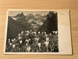 Frühlings-Postkarte Allgäu mit Krokussen,Top Zustand!