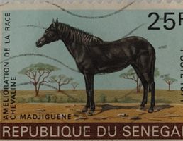 Timbre Sénégal 1971 cheval 25F