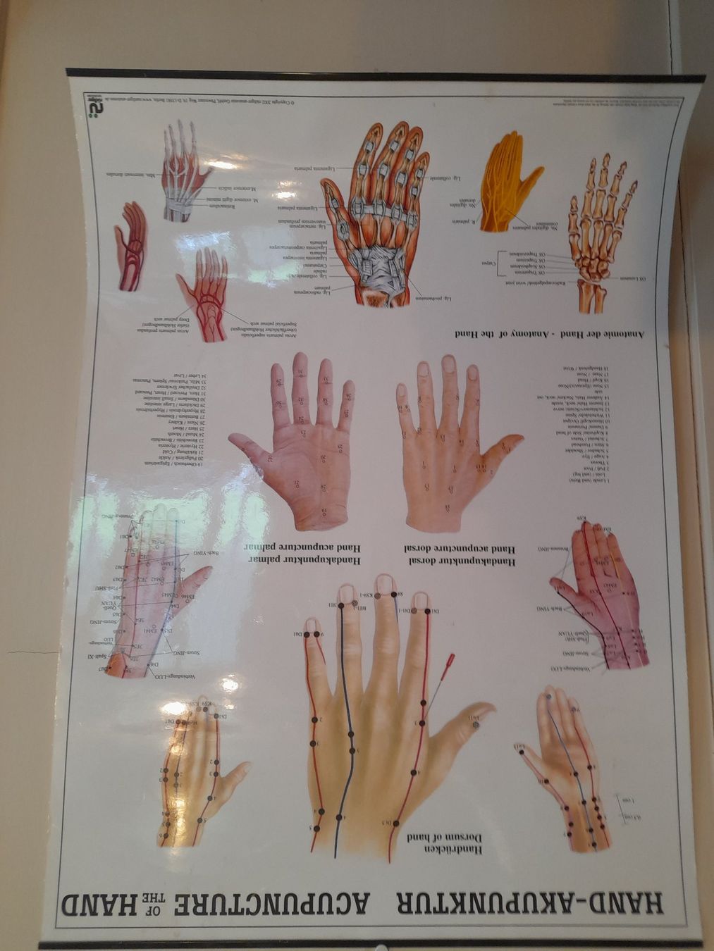 Foto & Immagini: Akupunkturtafel Hand, Kopf & Körper – Usato da Leuggelbach venduto da schmetterlings-fee