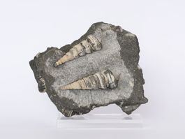 Turmschnecken - Fossil - Versteinerung - St.Gallen - Schweiz