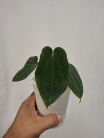 Anthurium BVEP Round x Felix