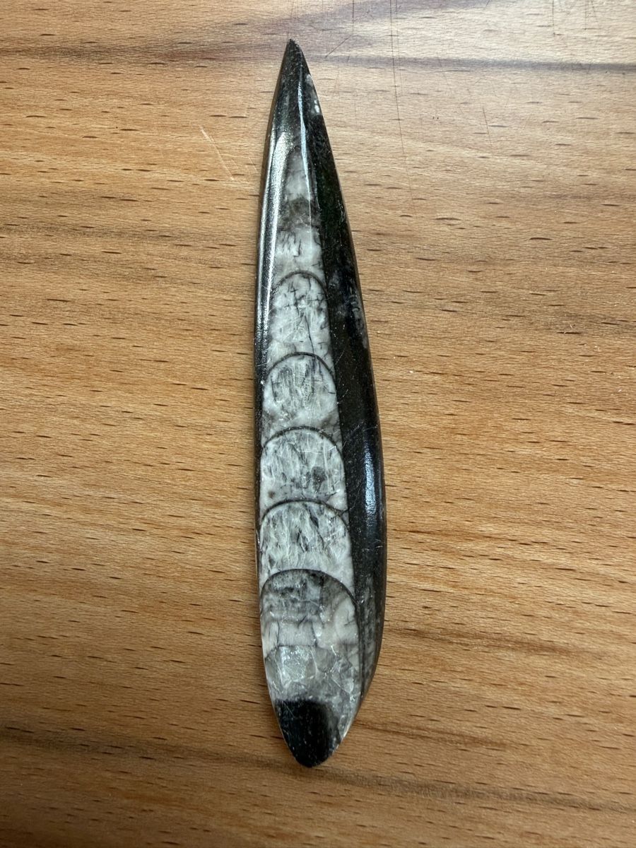 Fossili: Orthoceras-Kopffüsser – Usato da Grenchen venduto da Bastet007