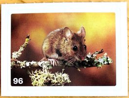 Migros Nature Detectives - Bild Nr. 96