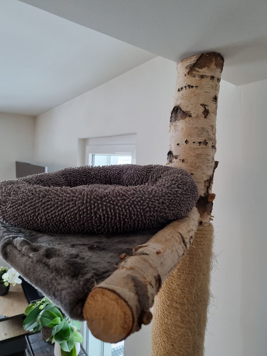 Katzenbaum aus Birke, stabil & sehr schn! (Gebraucht) in Grnichen fr CHF  120  nur Abholung auf Ricardo kaufen