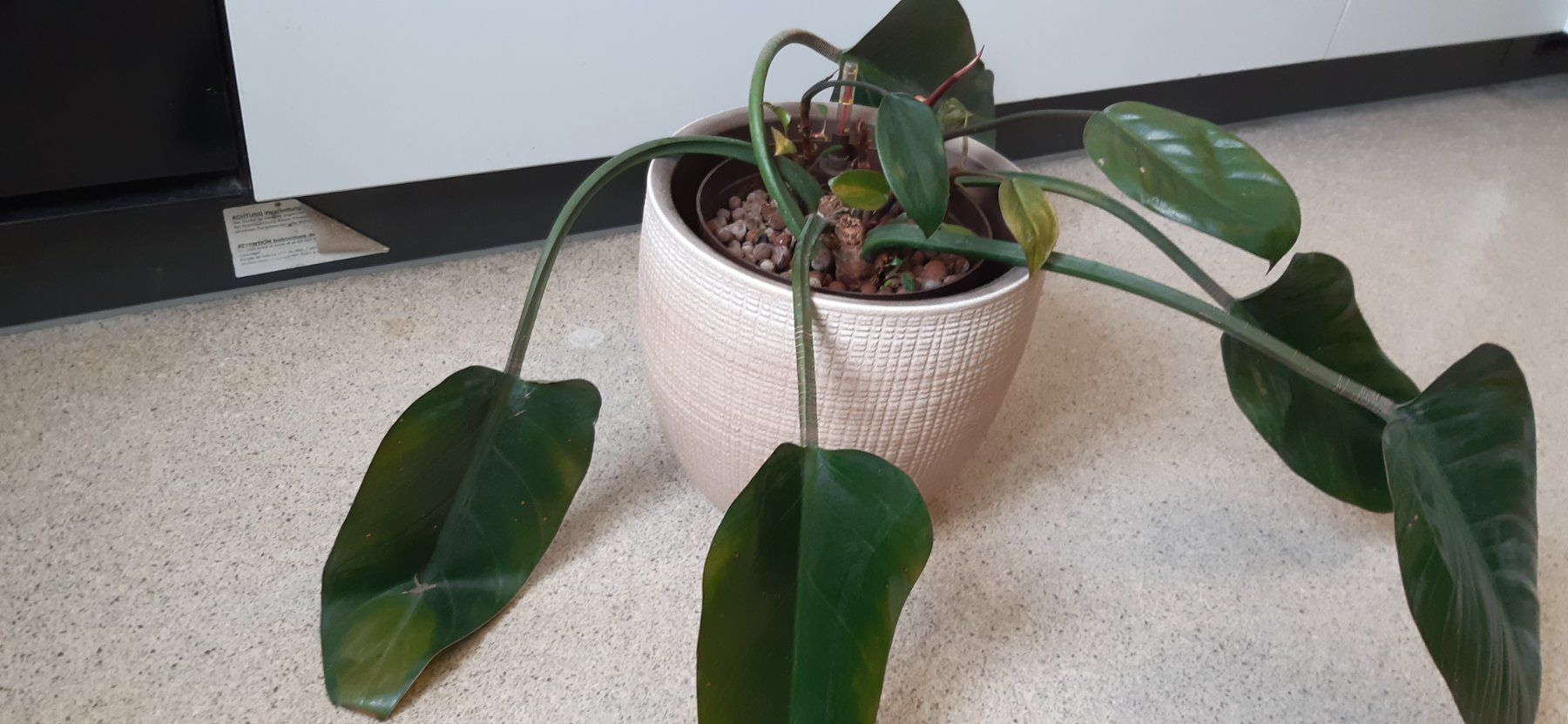 Plantes & graines: Pflanze in Hydrokultur – D'occasion à Emmenbrücke par Aya 1