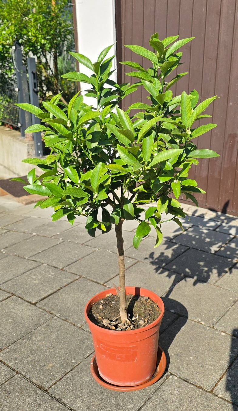 Pflanzen & Samen: Kumquat mit Fruchtblüten – Gebraucht aus Aarburg von popkorn65 2